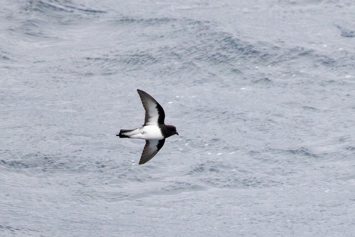 Gray-backed Storm-Petrel - ML644982065