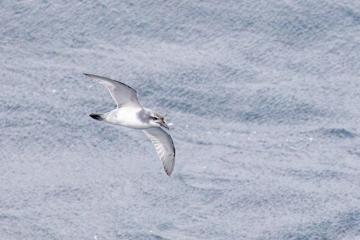 Salvin's Prion - ML644982066