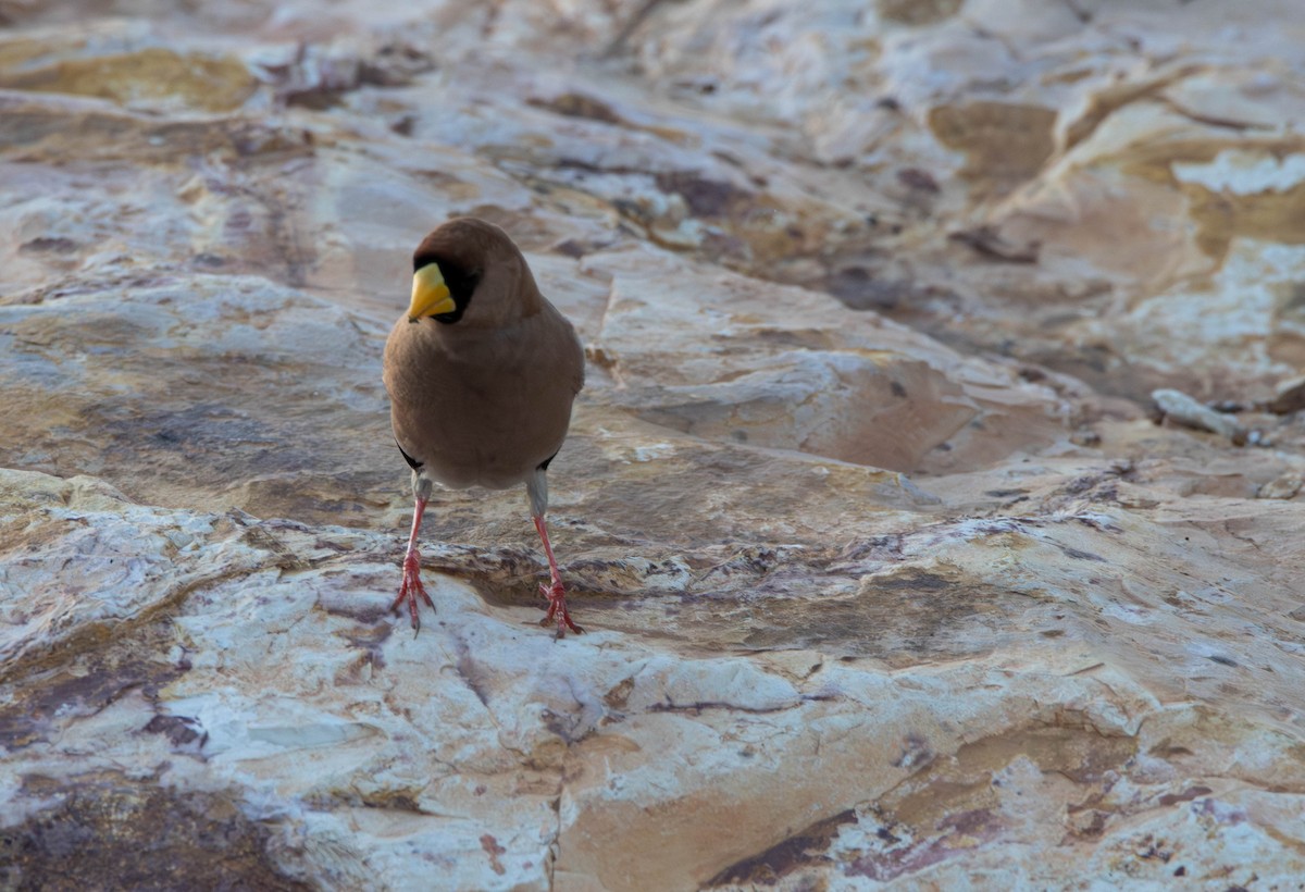 Masked Finch - ML644982071