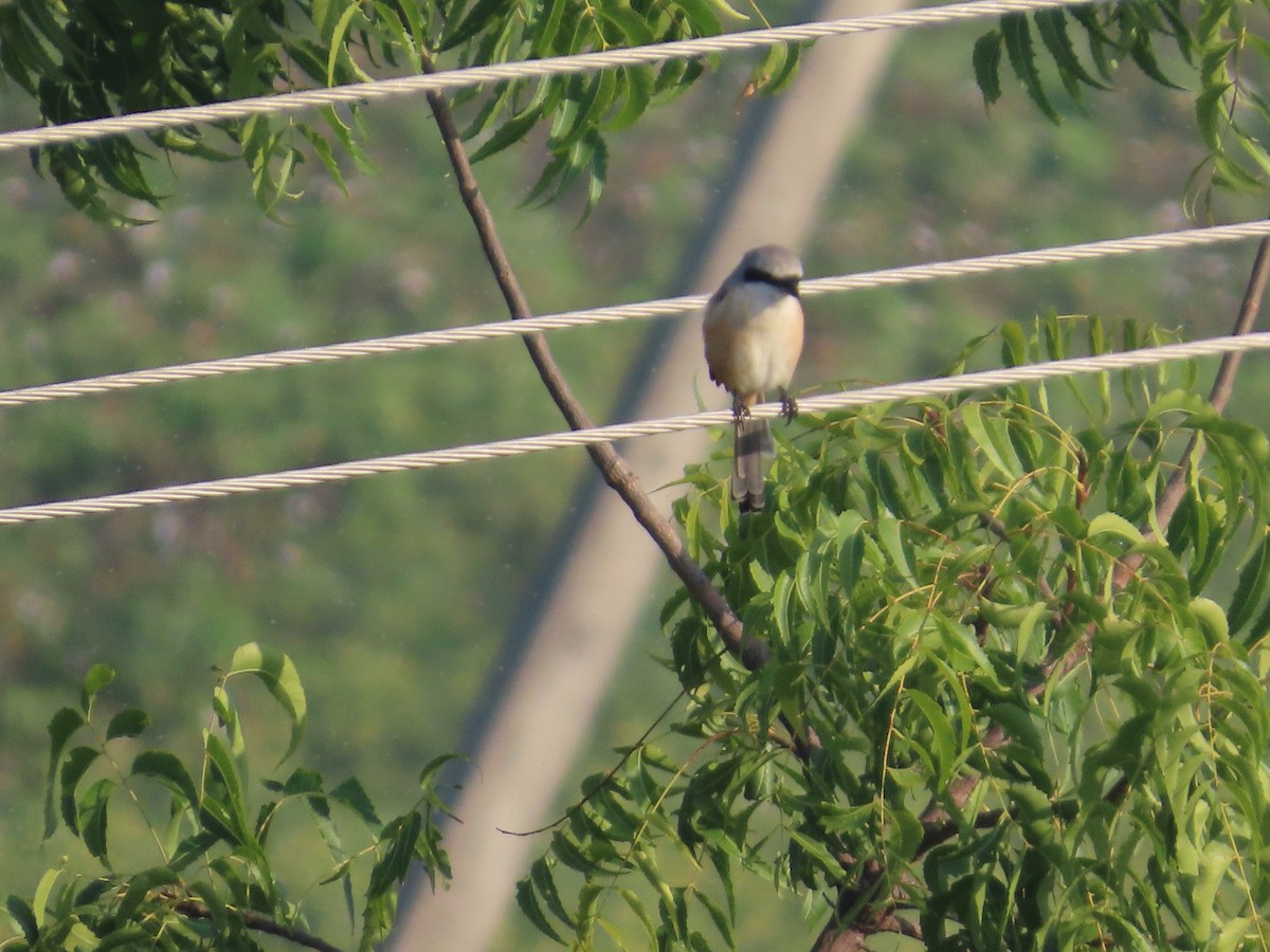 Long-tailed Shrike - ML644982072