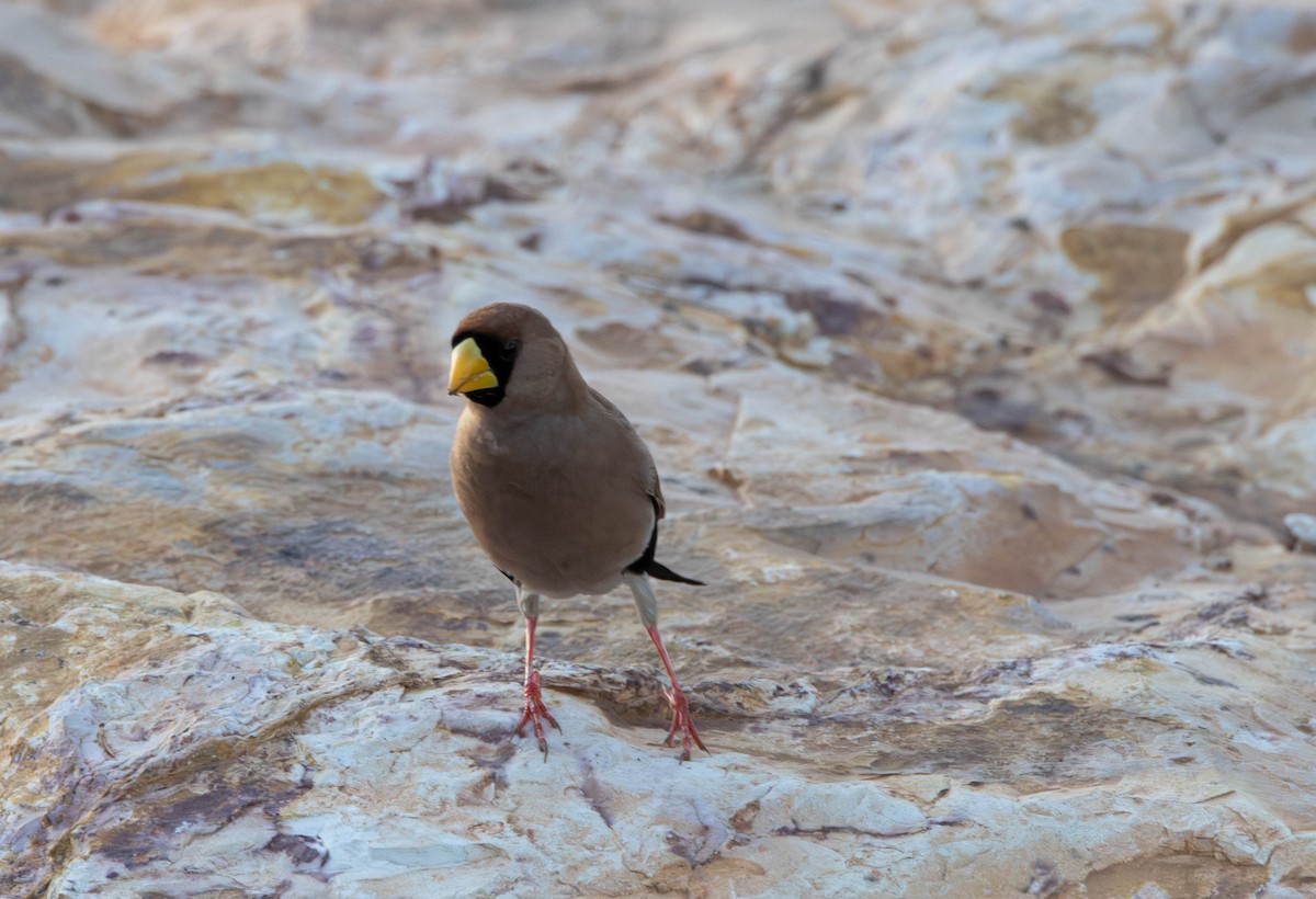 Masked Finch - ML644982073