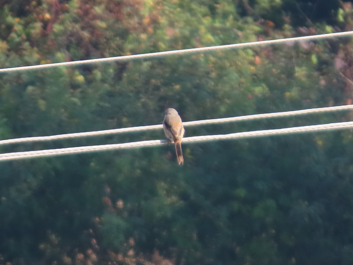 Long-tailed Shrike - ML644982075