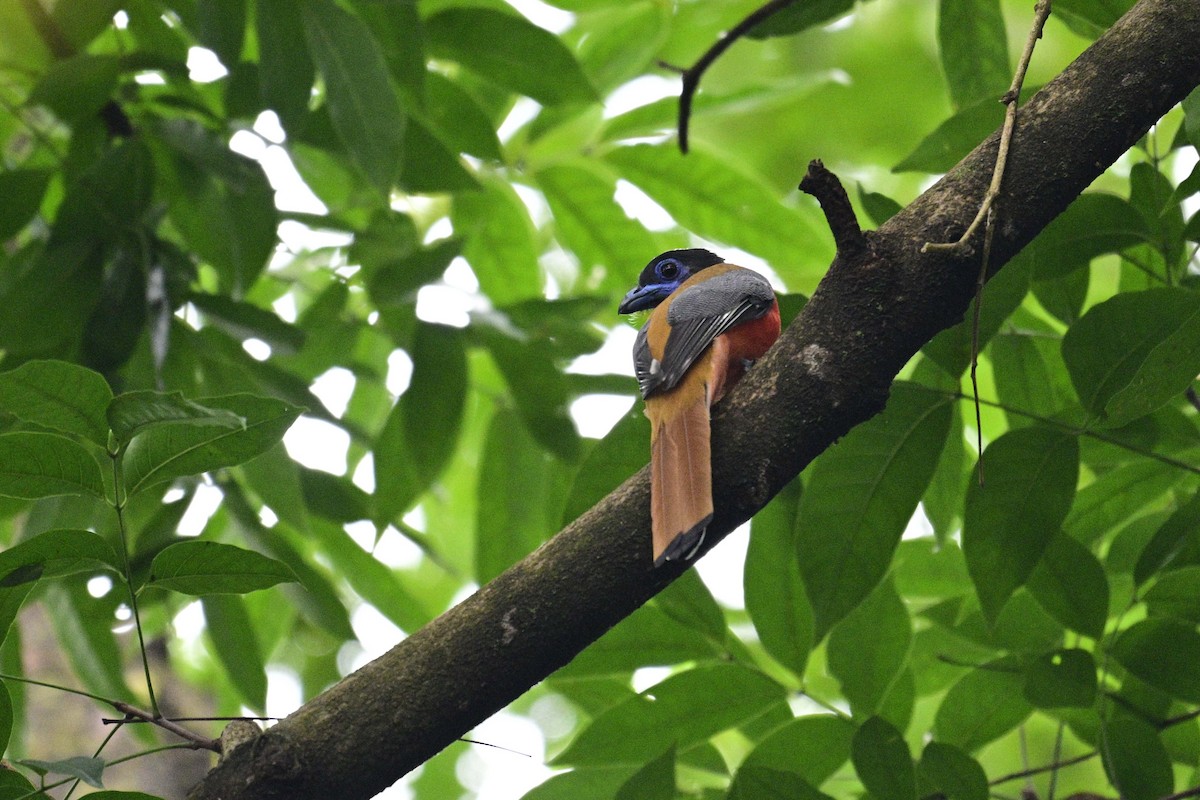Malabar Trogon - ML644982095