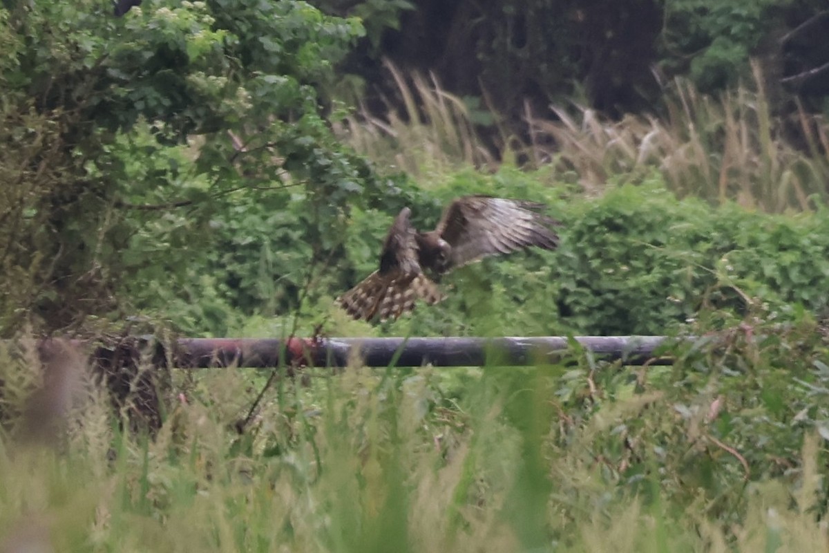 Pied Harrier - ML644982100