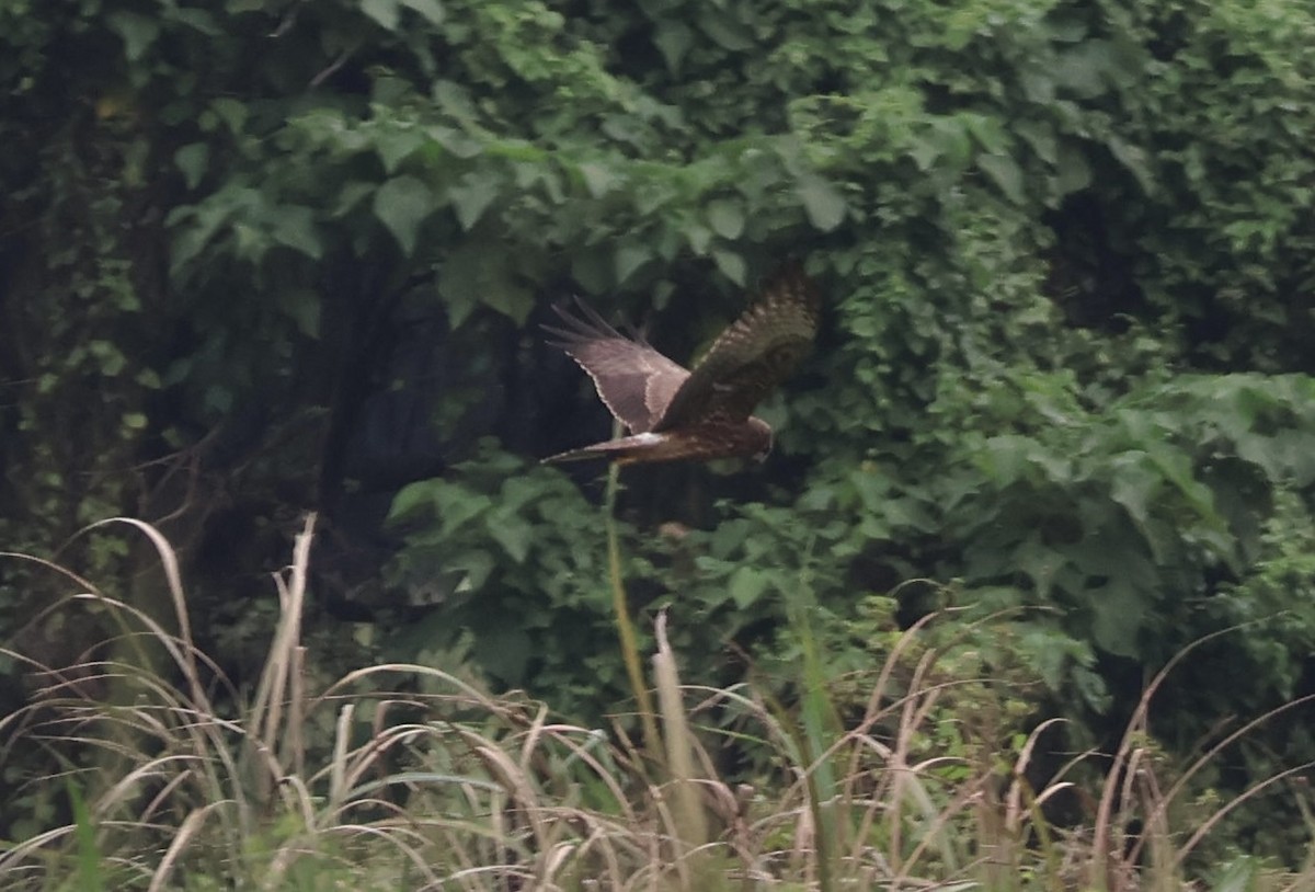 Pied Harrier - ML644982101