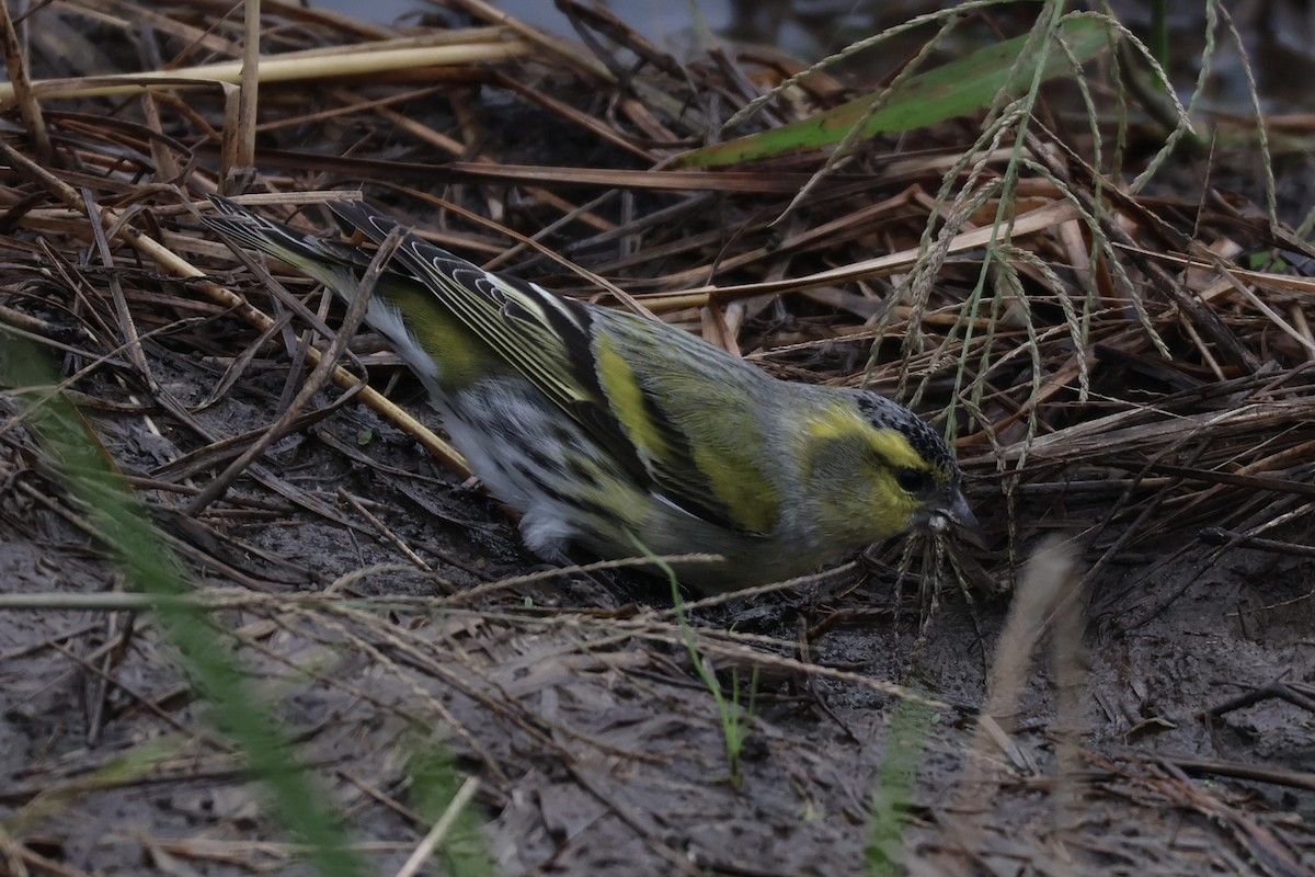 Eurasian Siskin - ML644982106