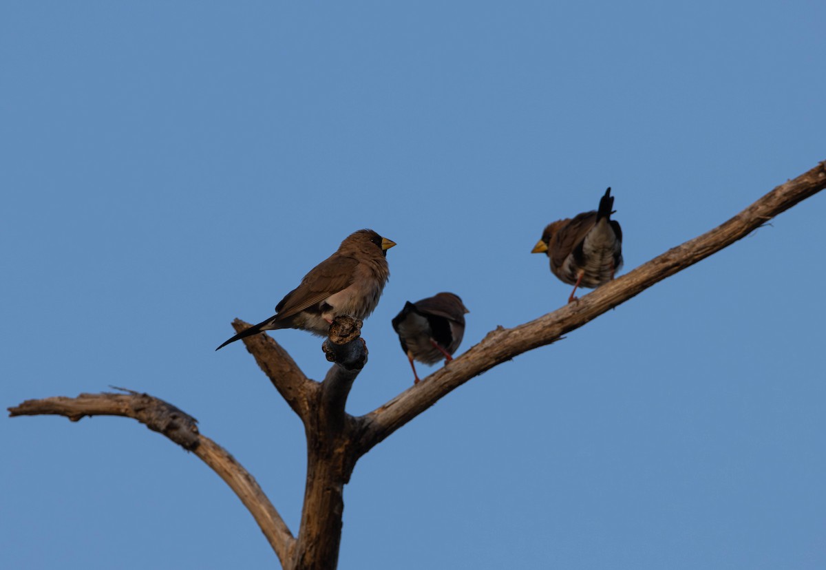 Masked Finch - ML644982110
