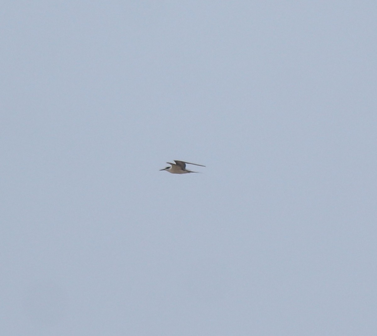 tøyleterne - ML644982170