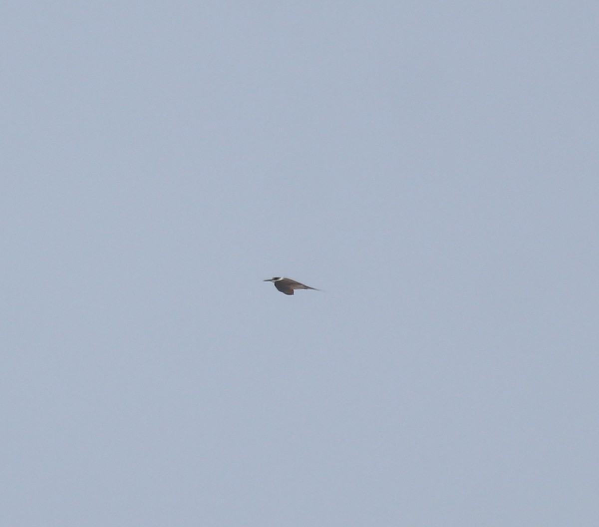 tøyleterne - ML644982171