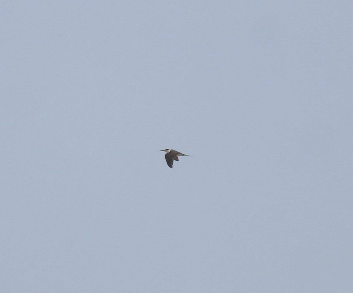 tøyleterne - ML644982172