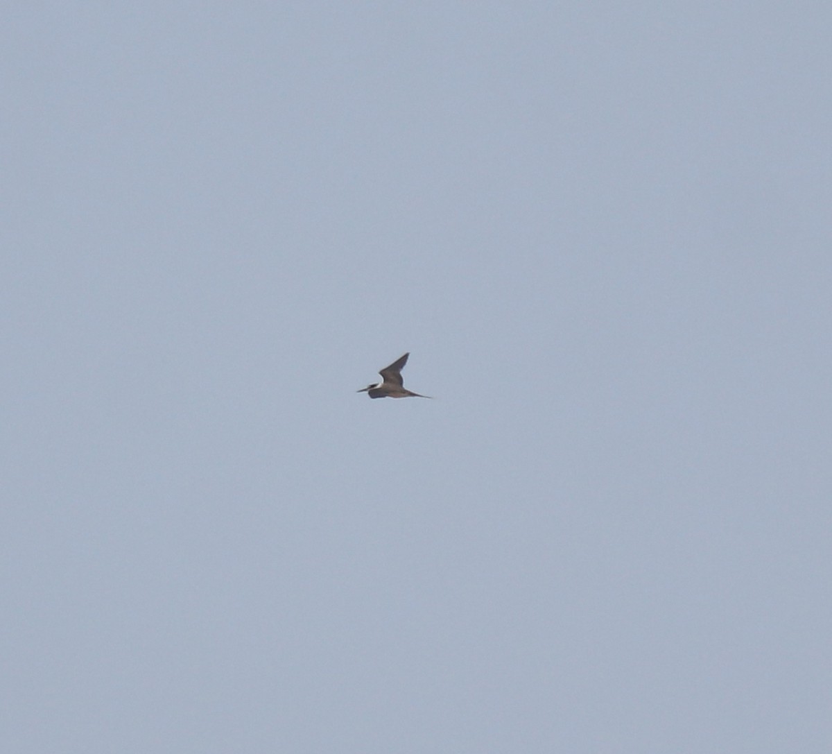 tøyleterne - ML644982173