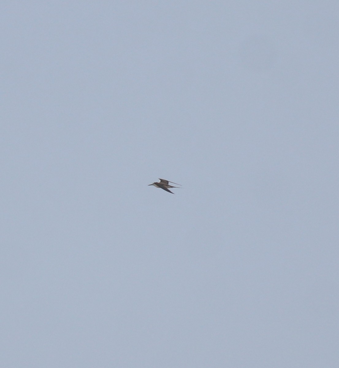 tøyleterne - ML644982175