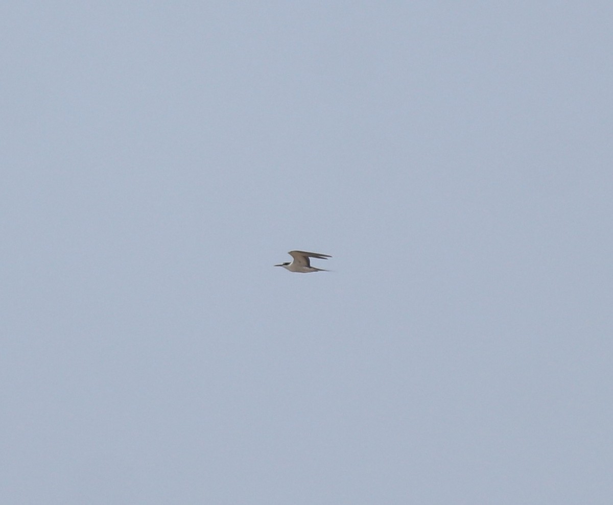 tøyleterne - ML644982176