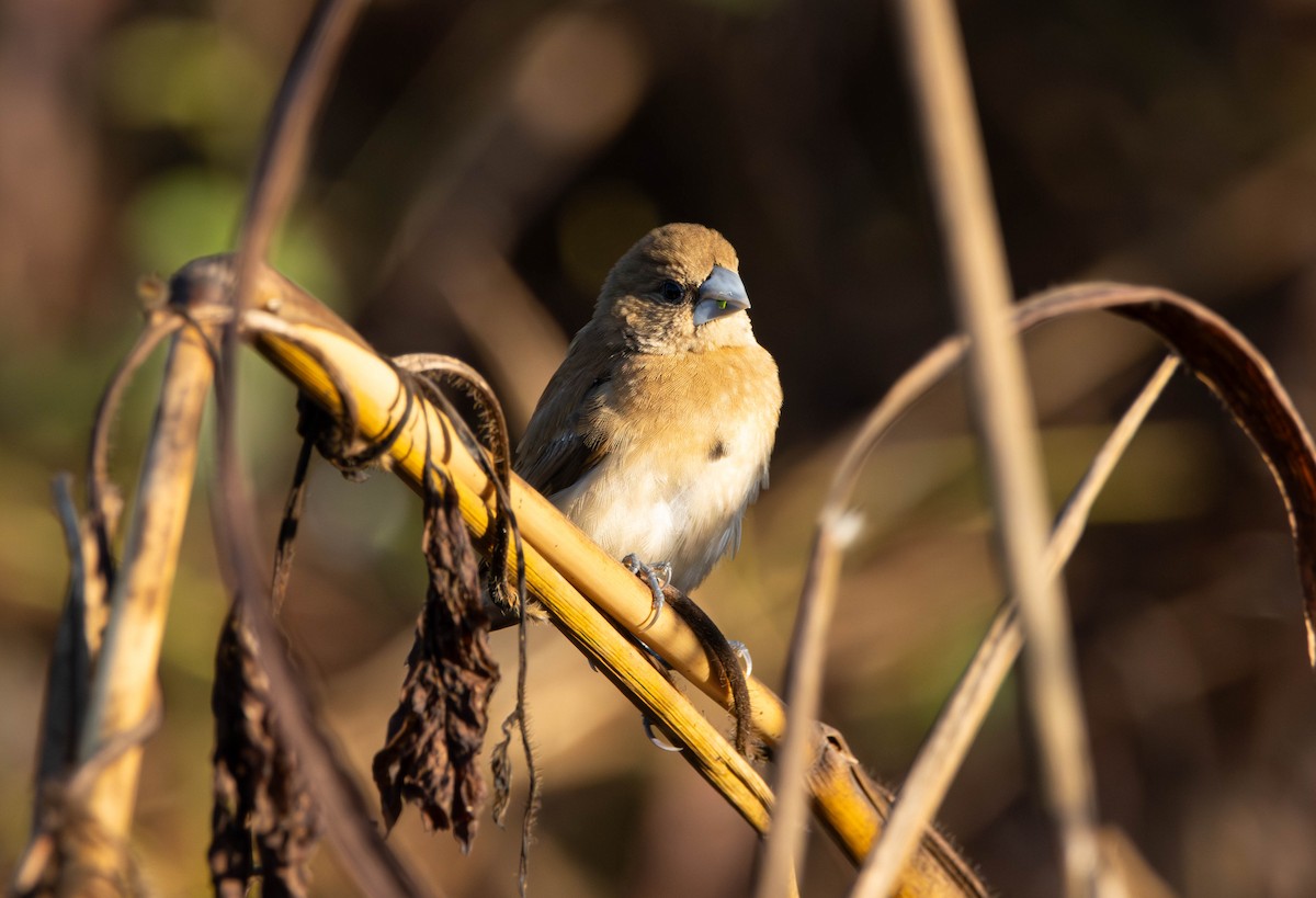 Мунія каштанововола - ML644982179