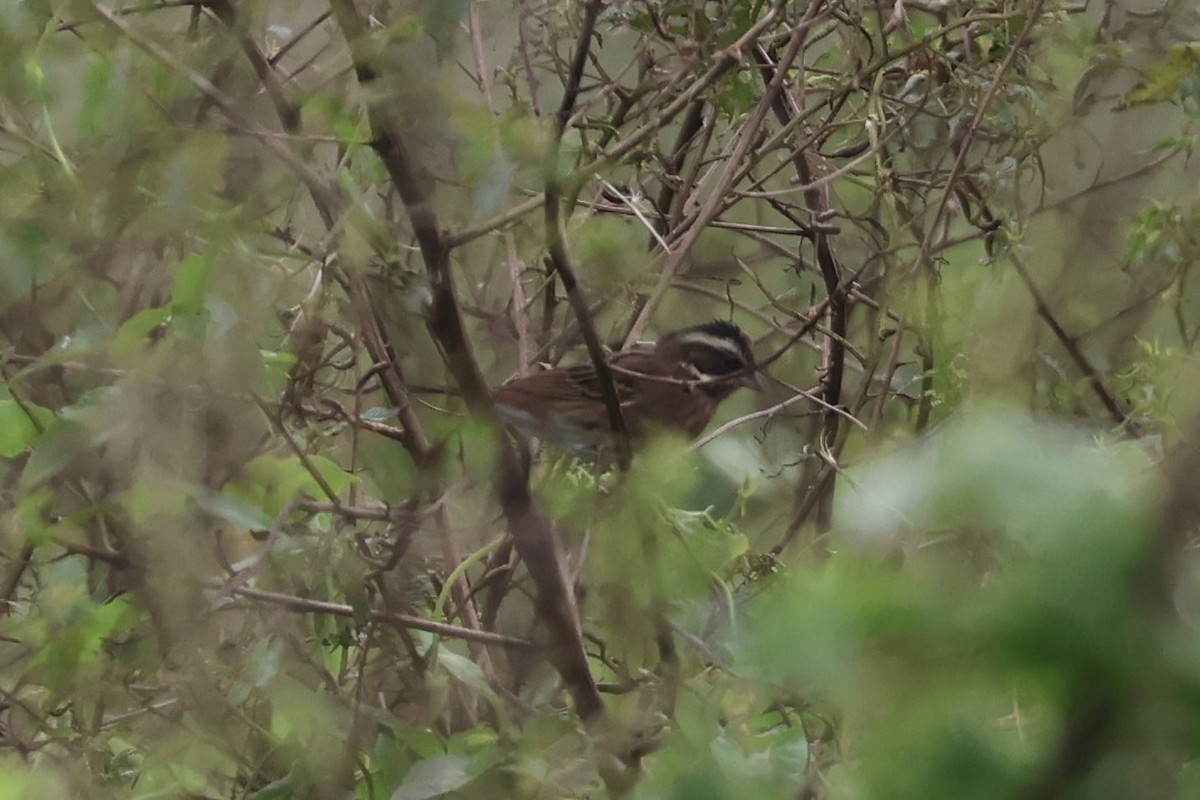 Вівсянка жовтоброва - ML644982180