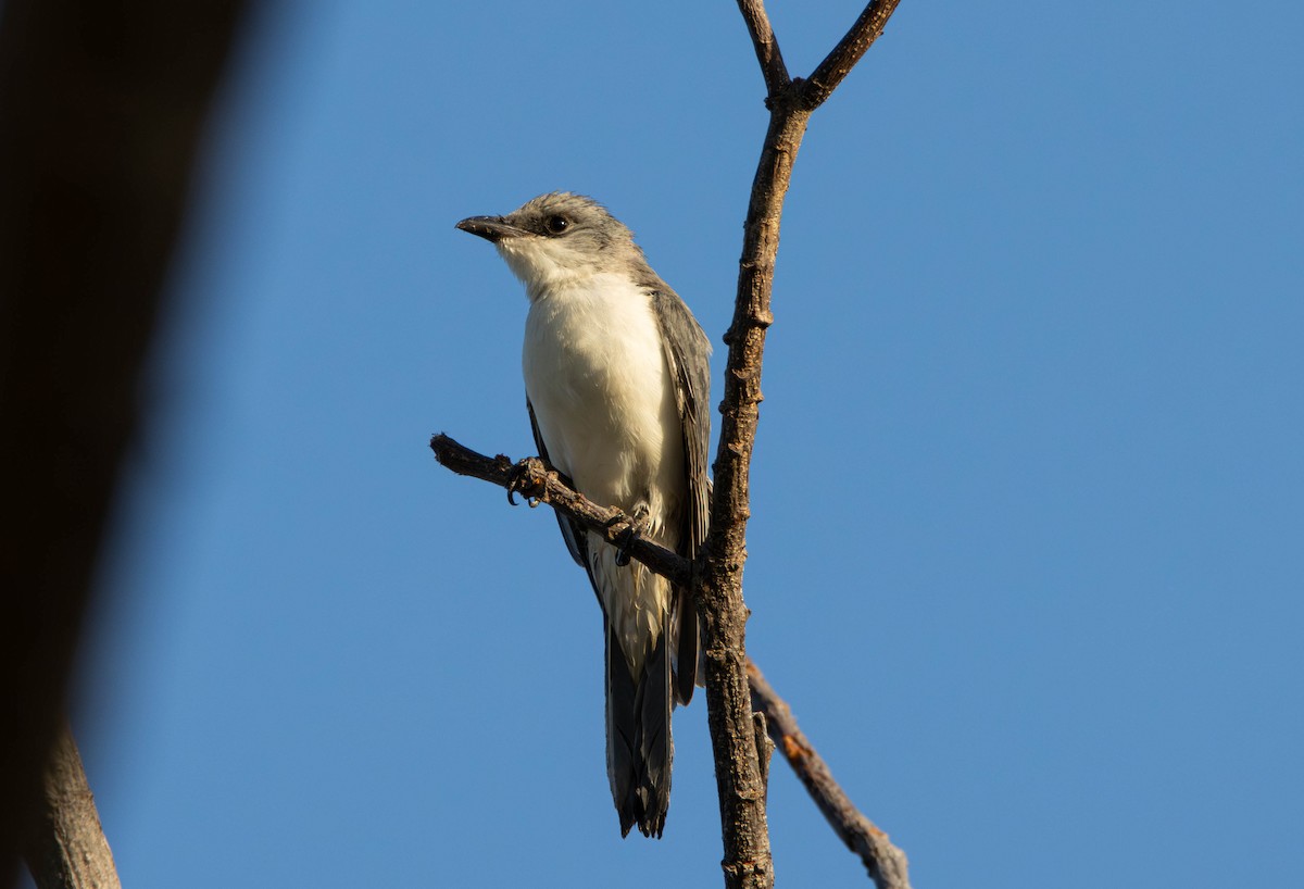 Шикачик чорнолобий - ML644982181