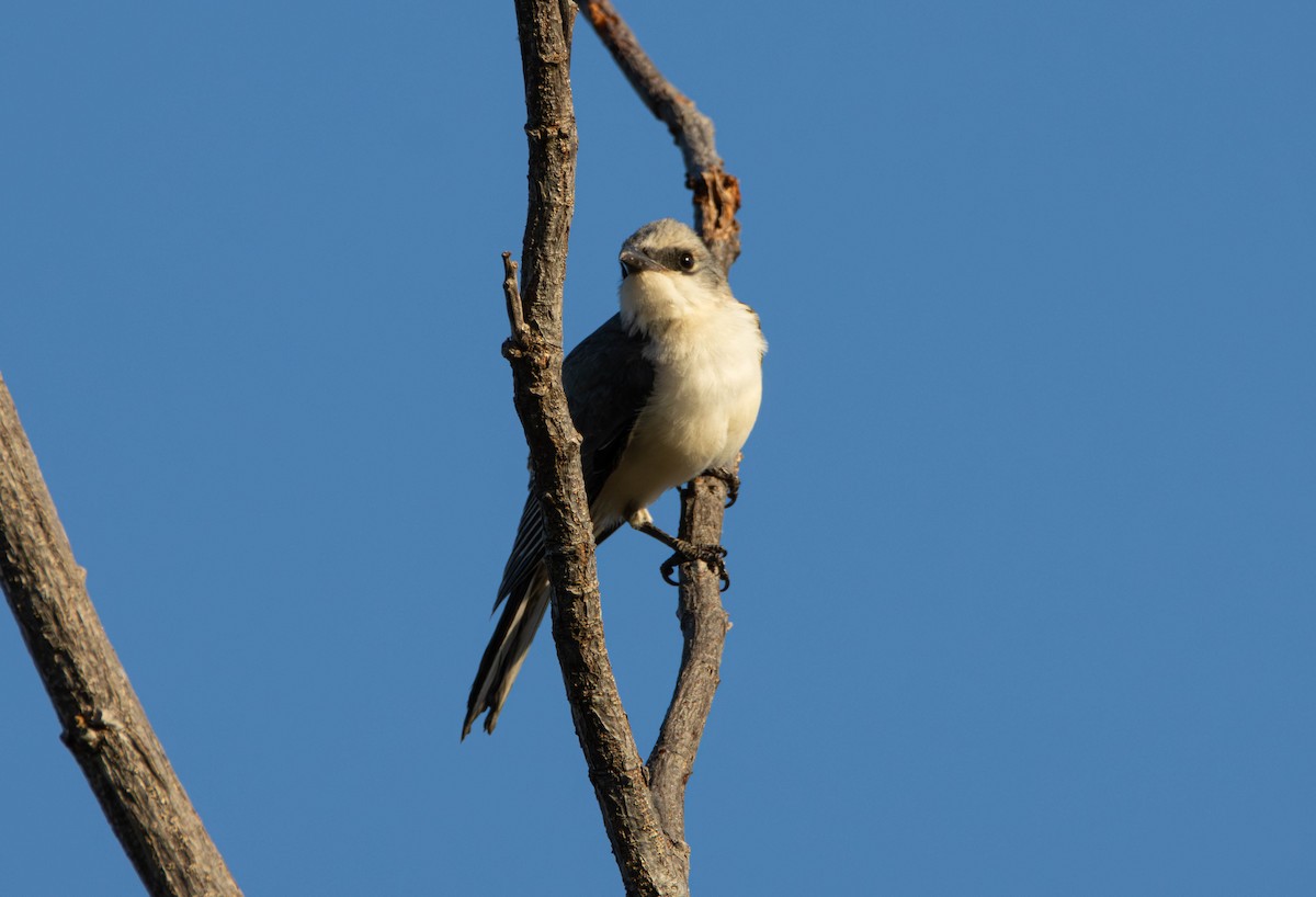 Шикачик чорнолобий - ML644982182