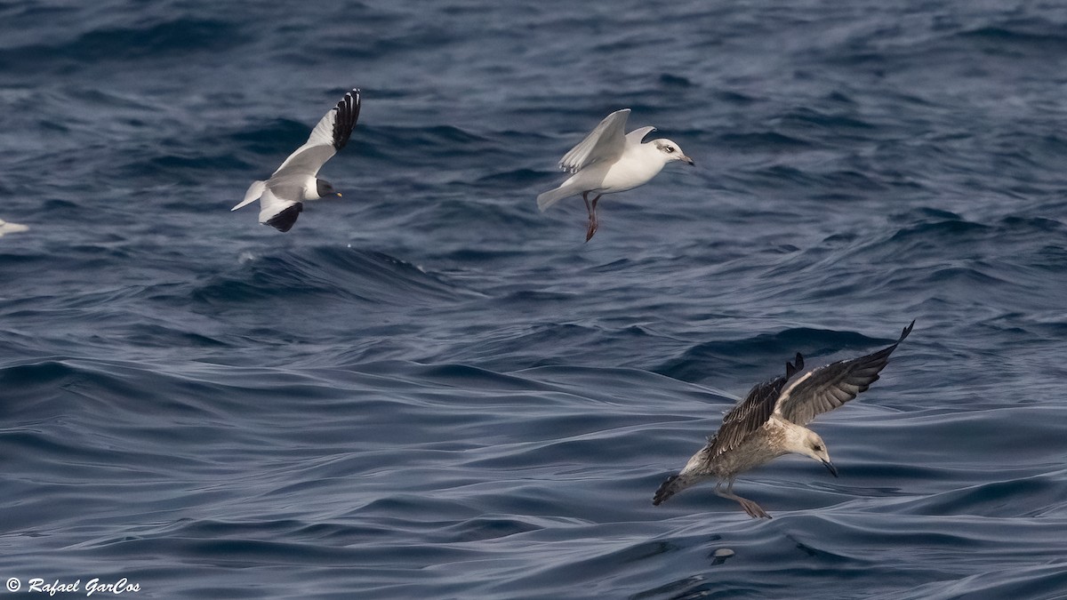 Мартин вилохвостий - ML644982184