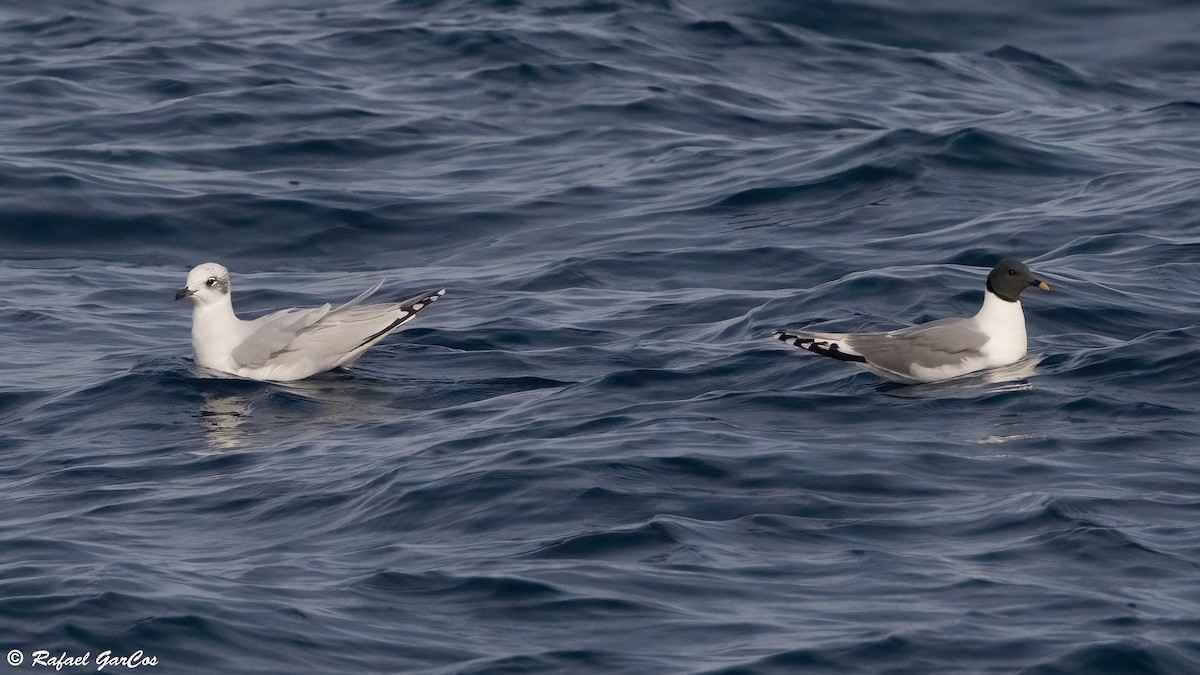 Мартин вилохвостий - ML644982185