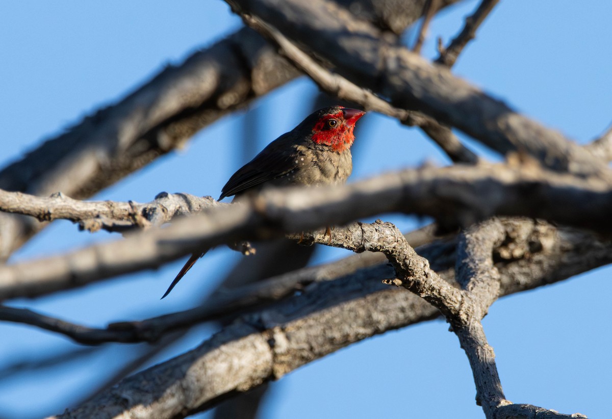 Амадина-рубінчик малинова - ML644982186