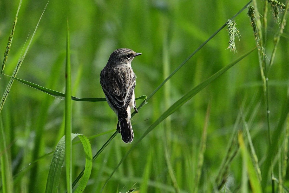Трав'янка білошия - ML644982187