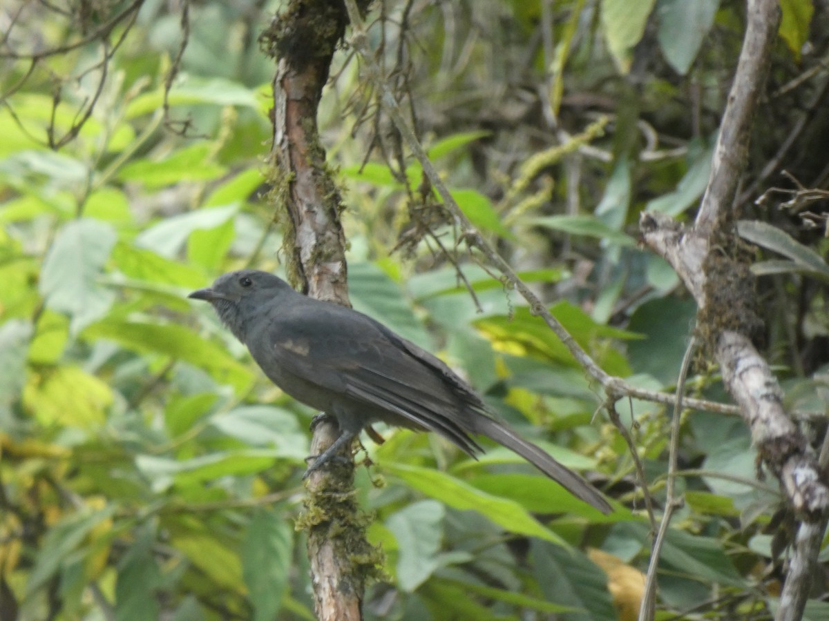 Пига довгохвоста - ML644982188