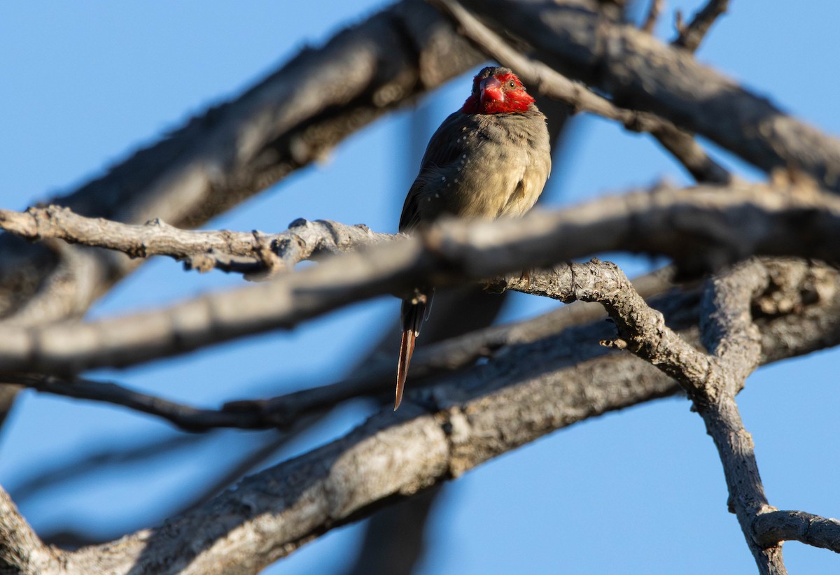 Амадина-рубінчик малинова - ML644982189