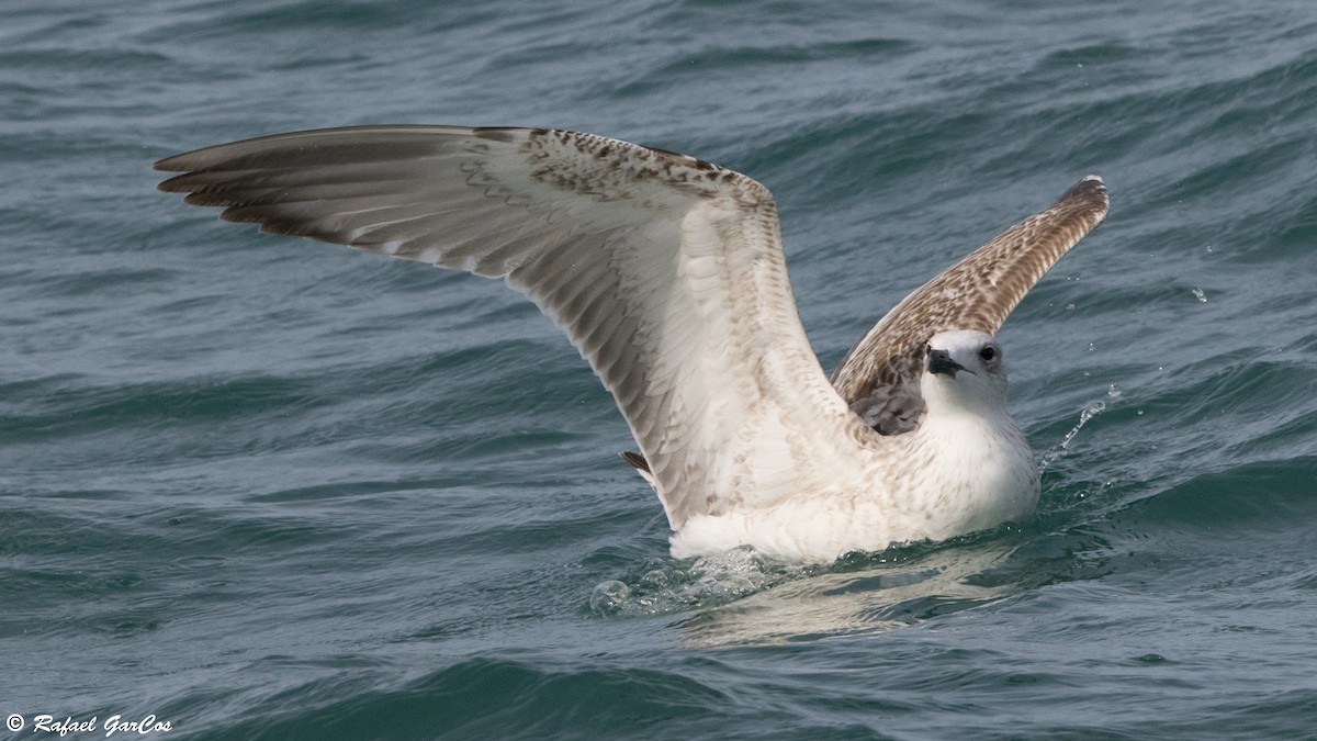 Мартин жовтоногий - ML644982192