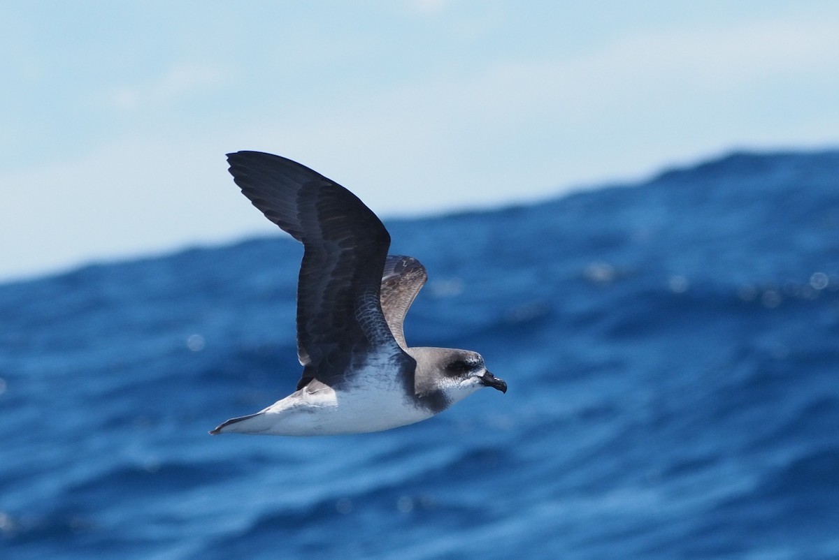 Soft-plumaged Petrel - ML644982193