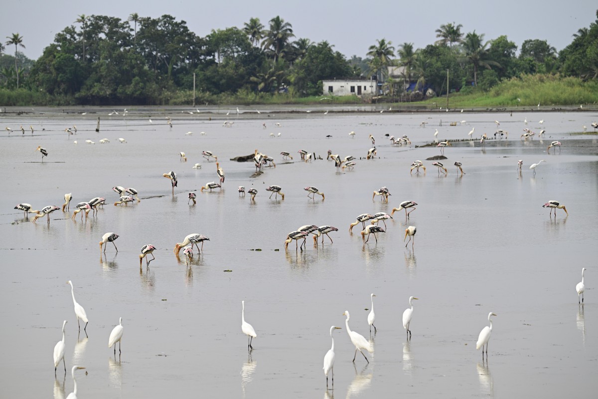 Лелека-тантал індійський - ML644982194