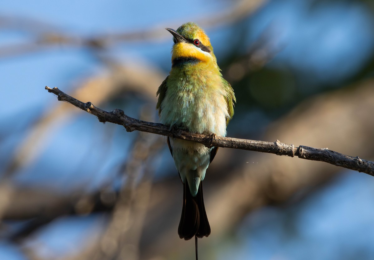 Бджолоїдка райдужна - ML644982195