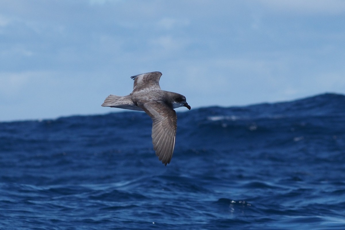 Soft-plumaged Petrel - ML644982196