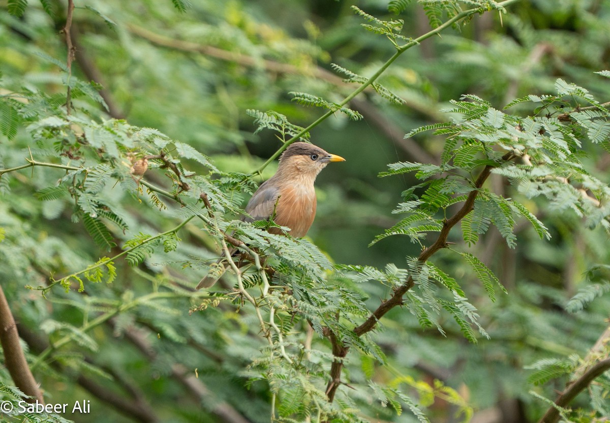 Шпачок брамінський - ML644982197