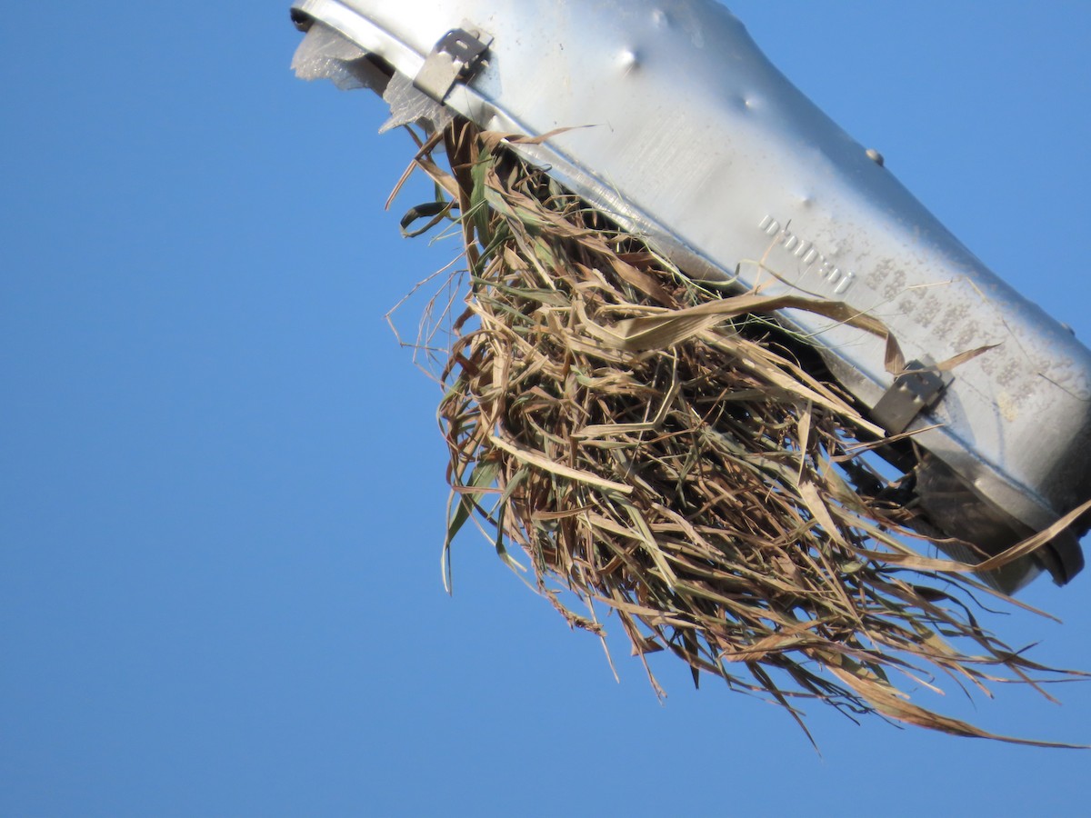 Мунія іржаста - ML644982199