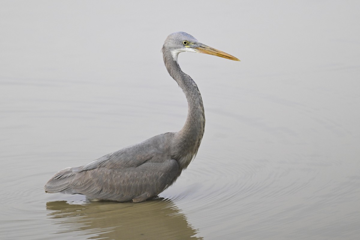 Чапля рифова - ML644982203