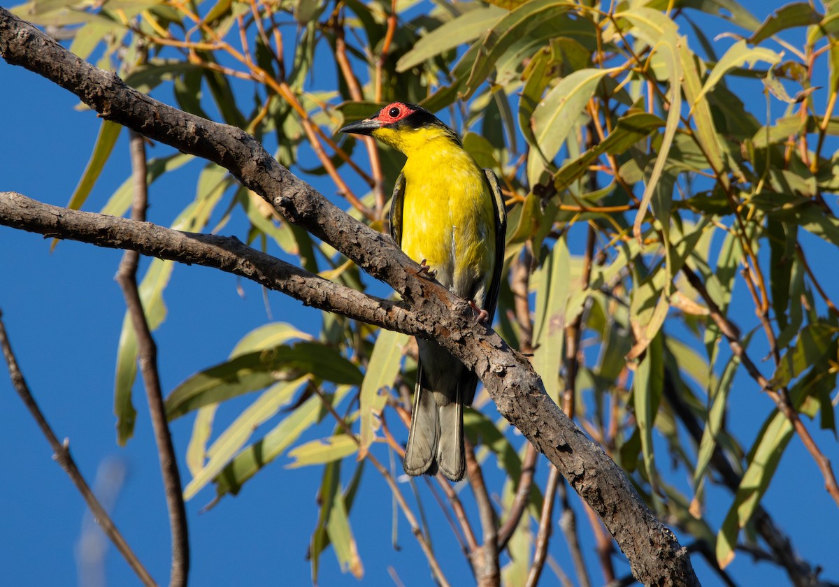 Телюга австралійська - ML644982204