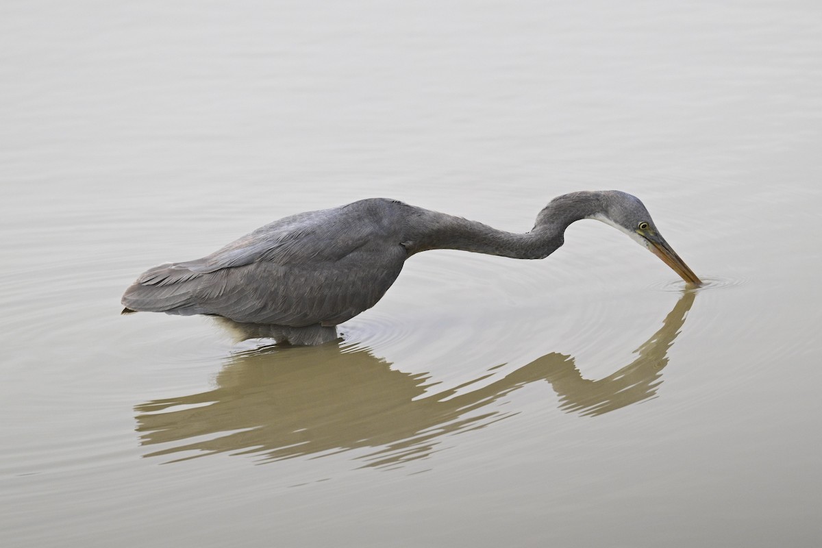 Чапля рифова - ML644982205