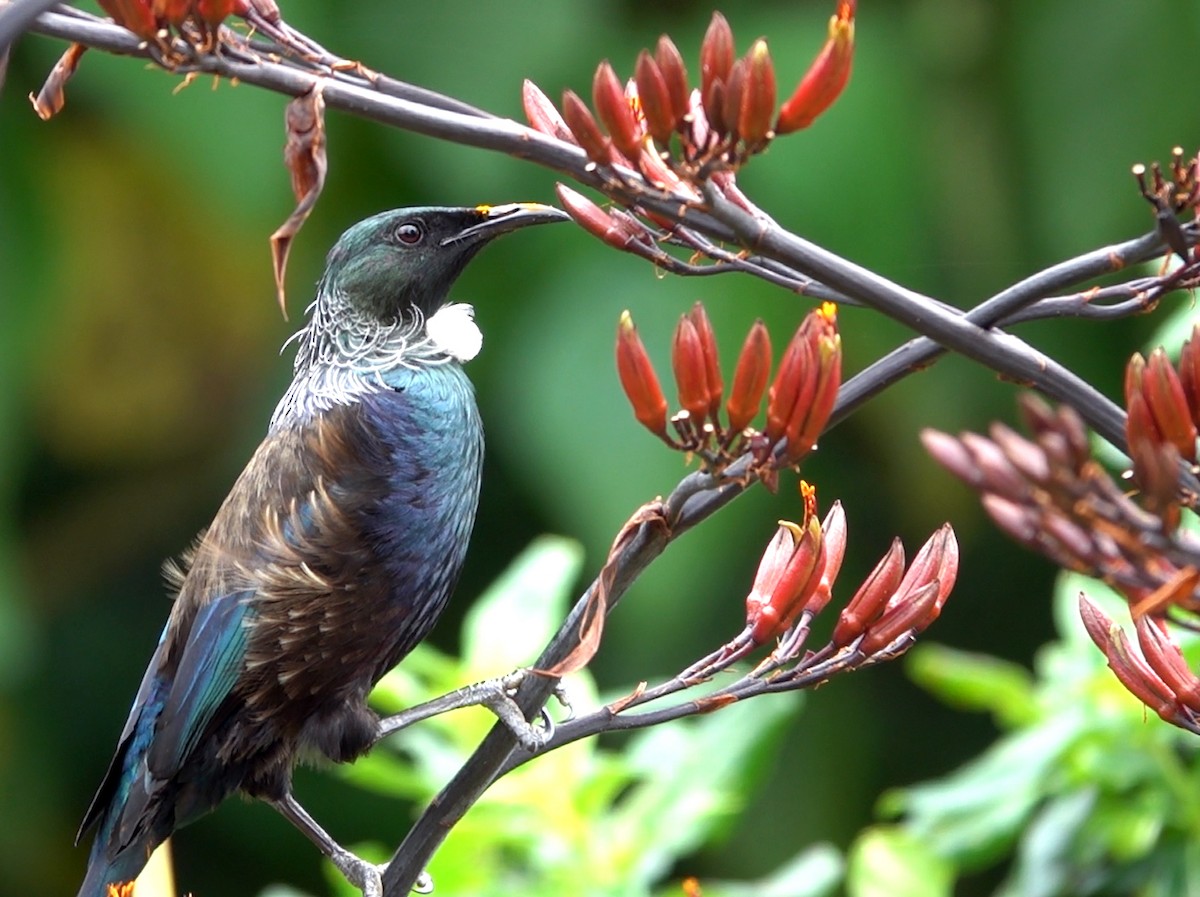 Пое - ML644982214