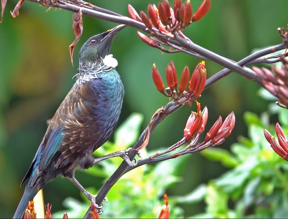 Пое - ML644982215