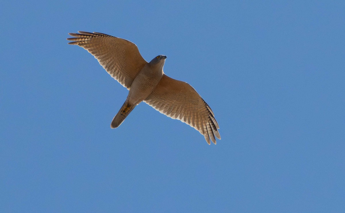 Шуліка королівський - ML644982216