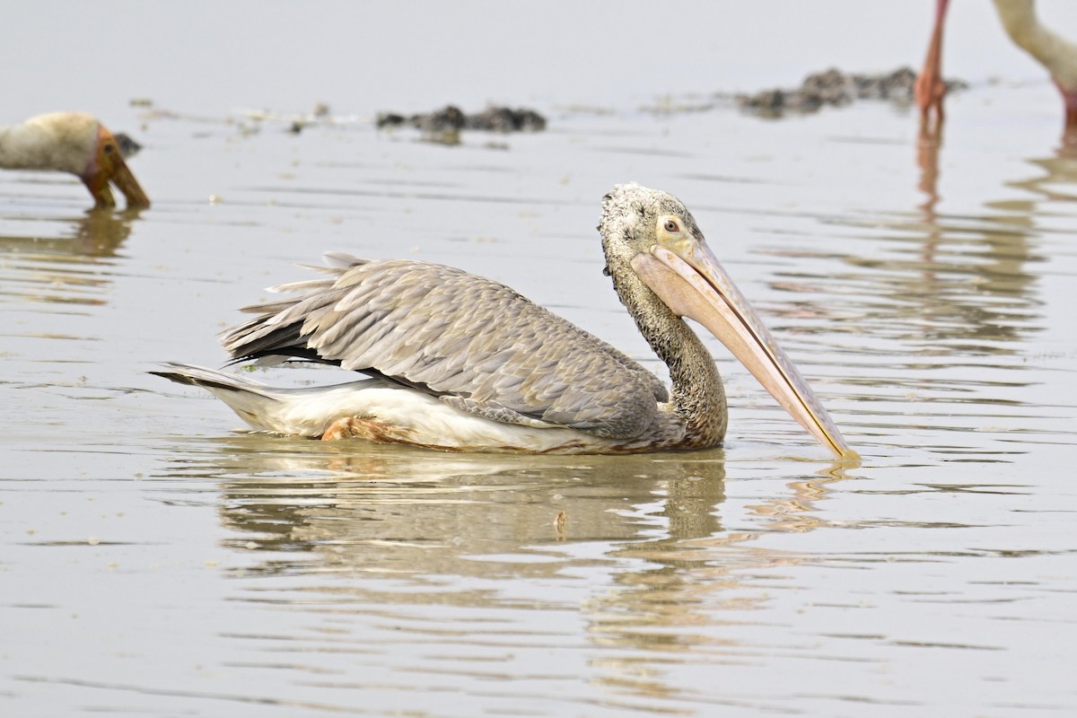 Pelícano Oriental - ML644982223
