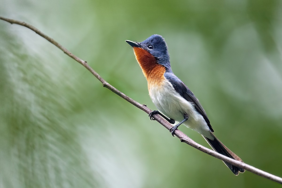 Broad-billed Flycatcher - ML644982227