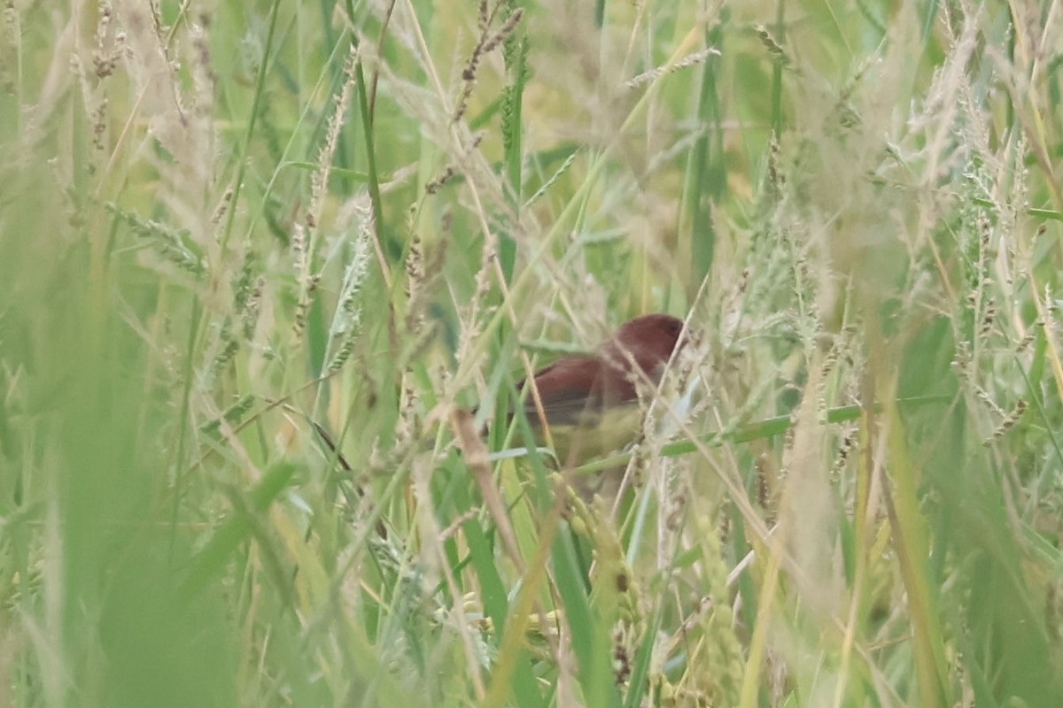 Chestnut Bunting - ML644982228