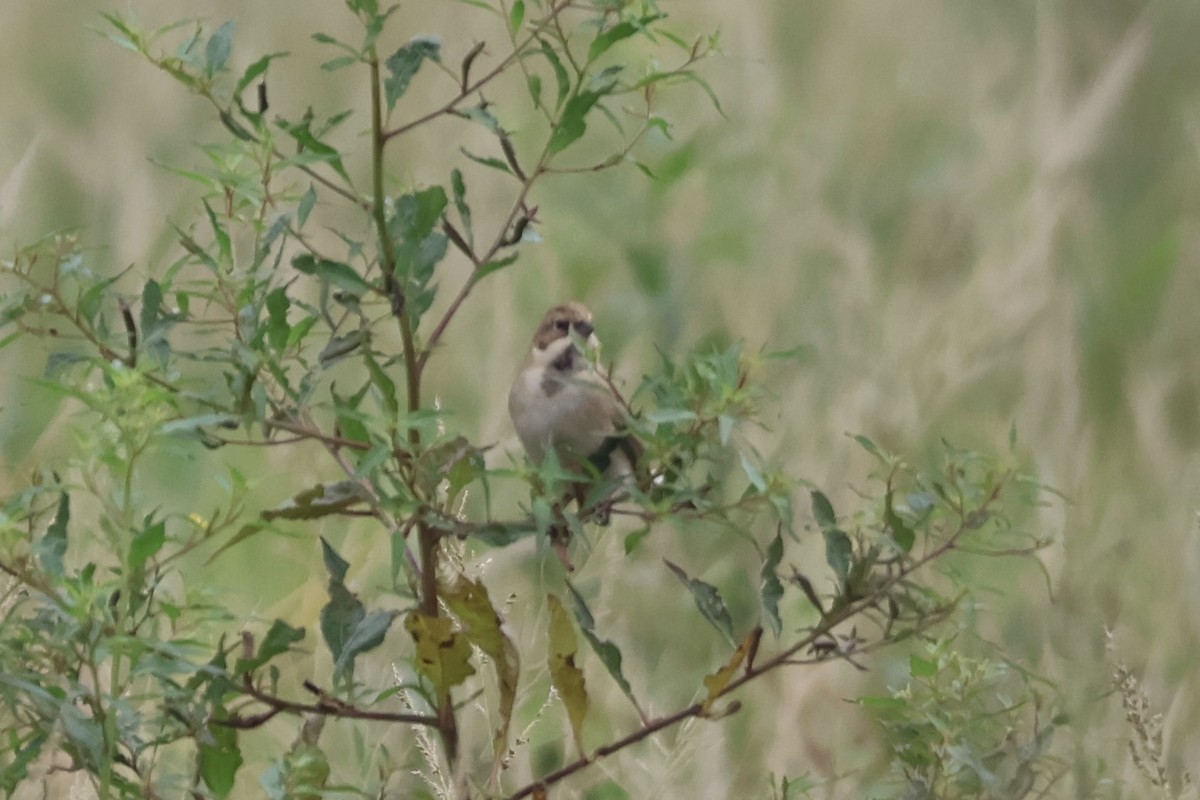 Pallas's Bunting - ML644982232