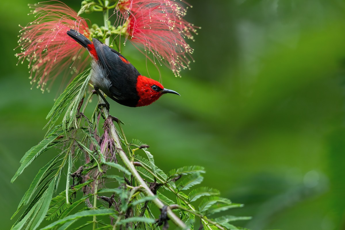 Sumba Myzomela - ML644982257