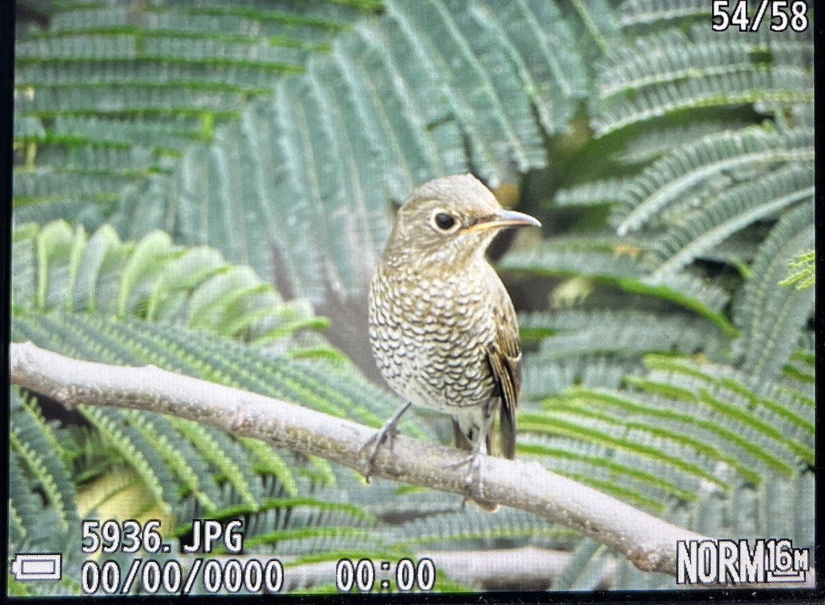 Blue-capped Rock-Thrush - ML644982275