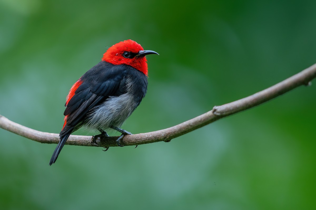 Sumba Myzomela - ML644982281