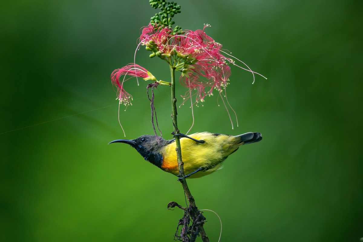 Apricot-breasted Sunbird - ML644982312