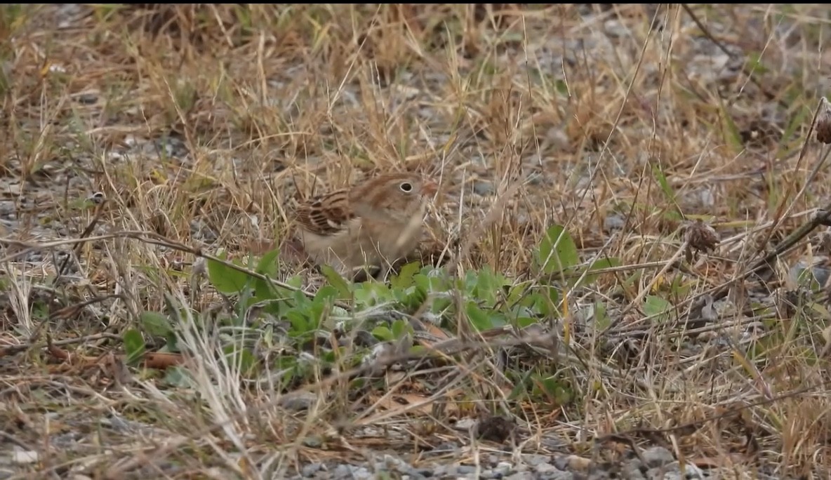 Field Sparrow - ML644982314