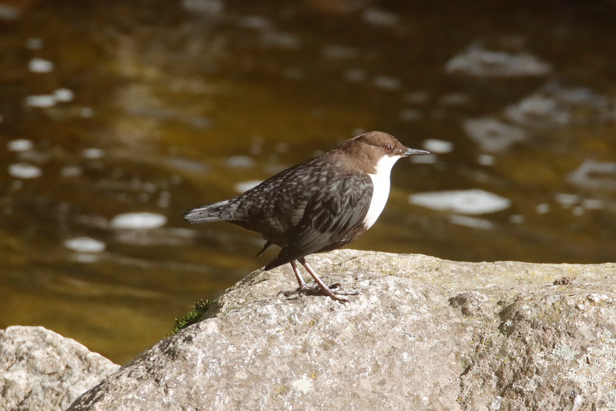 אמודאי הנחלים - ML644982317